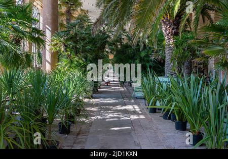 Palmenhaus in der Orangerie im Sanssouci Park, Potsdam, Brandenburg, Deutschland Stockfoto