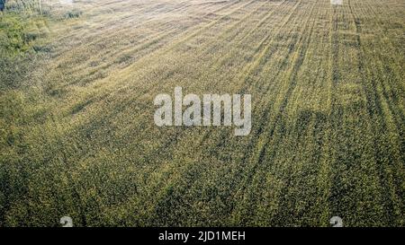 goldenes und grünes Weizenfeld als weiche Decke an einem sonnigen Tag. Hochwertige Fotos Stockfoto