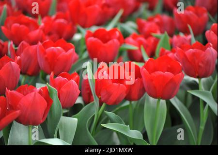 Rote Triumph Tulpen (Tulipa) Pallada blüht im März in einem Garten Stockfoto