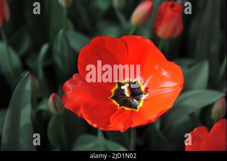 Red Darwin Hybrid Tulpen (Tulipa) Parade blühen im April in einem Garten Stockfoto