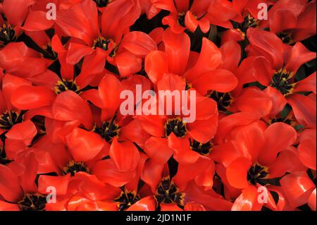 Orange-rote Fosteriana Tulpen (Tulipa) Park Blick blühen in einem Garten im März Stockfoto