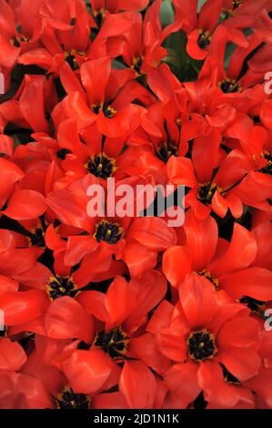 Orange-rote Fosteriana Tulpen (Tulipa) Park Blick blühen in einem Garten im März Stockfoto