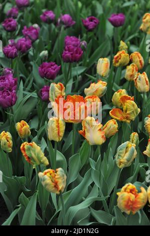 Orange-gelbe Tulpen (Tulipa) Papageienkönig blühen im April in einem Garten Stockfoto