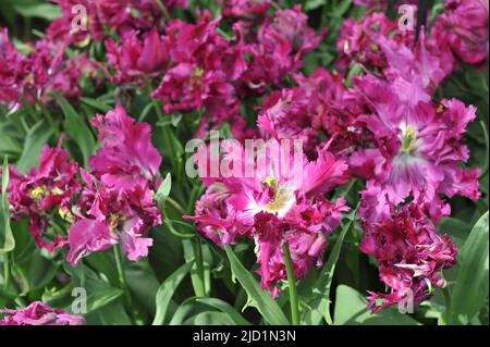 Lila Tulpen (Tulipa) Papagei Negrita blüht im März in einem Garten Stockfoto