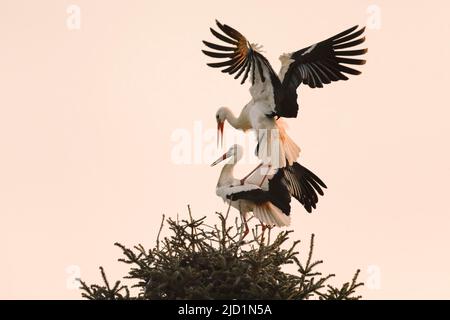 Bei Sonnenaufgang landet ein männlicher Weißstorch mit Flügeln auf dem Weibchen, das zur Paarung im Nest steht, Paarungssaison im Frühjahr, Oetwil am See, Kanton Stockfoto