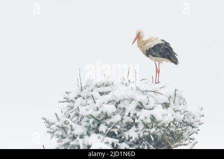 Paar Weißstörche in der Mitte eines Schneesturms in ihrem Nest während der Brutzeit sitzt das Weibchen auf der Brut und das Männchen ist es Stockfoto