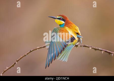 Bienenfresser (Merops apiaster) Rückenansicht, Gefiederpflege, Sachsen-Anhalt, Deutschland Stockfoto