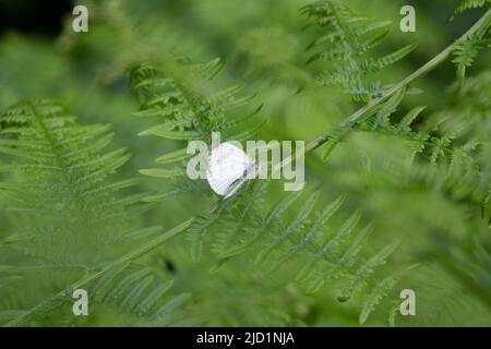 Kleiner weißer Schmetterling (Pieris rapae) ein kleiner weißer Schmetterling, der auf einem Farnblatt mit einem natürlichen grünen Hintergrund ruht Stockfoto