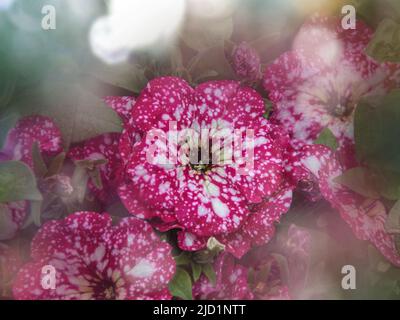 Rosa Blüten von Surfinia. Wunderschöne Heimpflanzen. Petunia. Sommergarten auf dem Balkon. Rosa Petunie Stockfoto