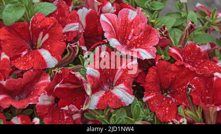 Rote und weiße Petunia-Blüten. Farbenfrohe Naturmuster aus roten oder rosa Petunia-Blüten mit weiß gestreiften Blüten im Garten Stockfoto