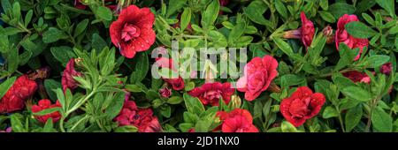 Calibrachoa. Helle Sommerblume zum Dekorieren eines Balkons oder einer Terrasse. Viele kleine rote Frottee-Glocken vor dem Hintergrund saftig grüner Blätter. Stockfoto