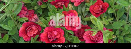 Calibrachoa. Helle Sommerblume zum Dekorieren eines Balkons oder einer Terrasse. Viele kleine rote Frottee-Glocken vor dem Hintergrund saftig grüner Blätter. Stockfoto