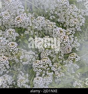 Süßes Alyssum, Lobularia maritima . Weiße Alyssumblume auf grünem Hintergrund im Makro Stockfoto