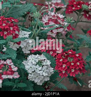 Verbena bonariensis blüht. Argentinischer Vervain oder Purpletop Vervain, Clustertop Vervain, Tall Verbena, Pretty Verbena im Garten Stockfoto