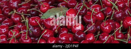Nahaufnahme von Haufen von reifen Kirschen mit Stängeln und Blättern. Große Sammlung von frischen roten Kirschen. Reife Kirschen Hintergrund. Stockfoto