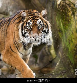 Der Sumatra-Tiger. Vom Aussterben bedrohte Tierarten. Schönheit der Natur.Schutz der Tierarten. Stockfoto