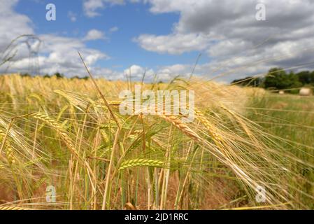 Ein Weizenfeld unter einem stürmischen Himmel. Höhere Getreidekosten. Mangel an Weizen in der Welt wegen des Krieges in der Ukraine und der Hitzewelle Stockfoto