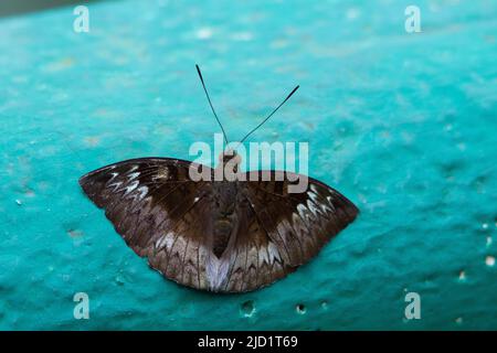 Nicht identifizierter schwarzer und weißer Schmetterling, der auf einem blauen Hintergrund ruht Stockfoto