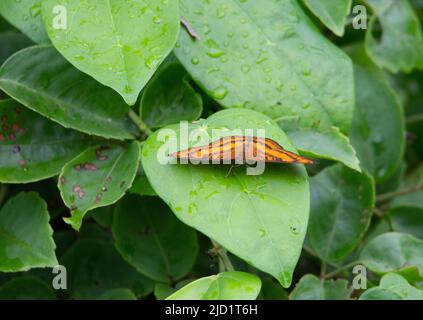 Nicht identifizierter Schmetterling, der auf einem grünen tropischen Blatt ruht Stockfoto