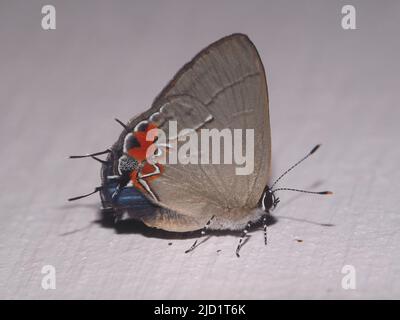 Nicht identifizierter Grounstreak-Schmetterling isoliert auf weißem Hintergrund Stockfoto