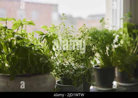 Kräuter in Töpfen auf der Fensterbank Stockfoto