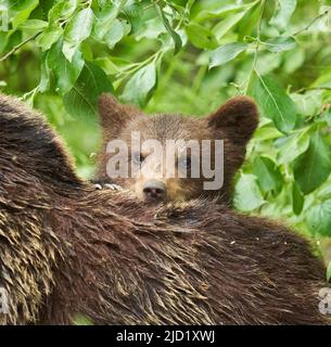 Mutter Bär und ihr Junge im Wald Stockfoto