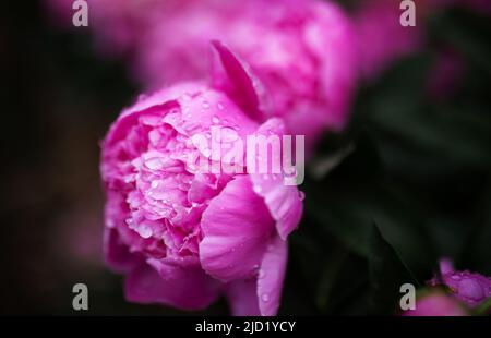 Wassertropfen auf rosa Pfingstrosen. Unscharfer Hintergrund. Makro. Garten, Gartenblumenzucht Stockfoto