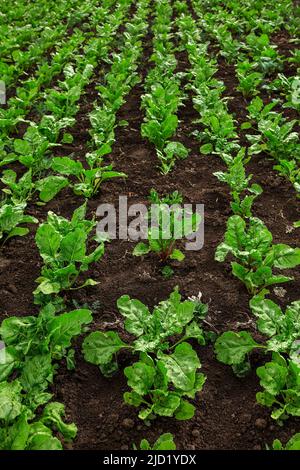 Beet Setzlinge gepflanzt. Gemüsegarten, Landwirtschaft, ländliche, Geschäft Stockfoto