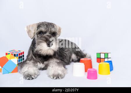 Ein Miniatur-Schnauzer in weiß-grauer Farbe liegt auf einem hellen Hintergrund zwischen mehrfarbigen Spielzeugen, kopiert den Raum. Kleine Welpen Ausbildung. Hundetraini Stockfoto