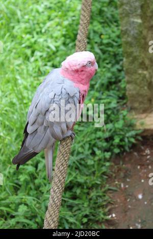 Afrikanischer grauer Papagei (Psittacus erithacus), der im Baum thront und im äquatorialen Afrika beheimatet ist Stockfoto