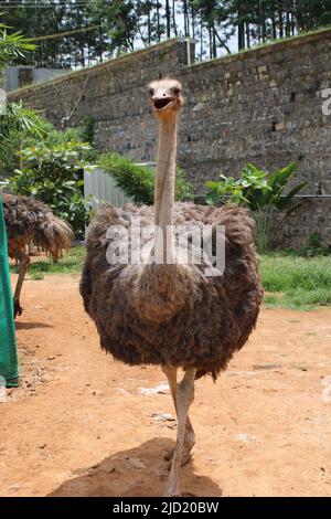 Ein gewöhnlicher Strauß (Struthio camelus) Stockfoto