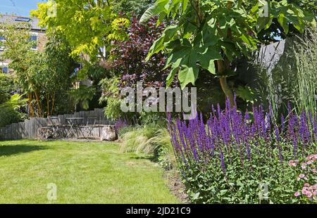 Ein pflanzengefüllter Garten in South London, Großbritannien. Zeigt Holzsitzbereich und Bambus (links), Rasen, Ziergräser und lila Salvia nemorosa. Stockfoto