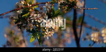 Banner mit blühender Kirsche auf dem Hintergrund des blauen Himmels. Kleine weiße Blütenstände auf einem Zweig im Frühling oder Sommer. Weichfokus Stockfoto