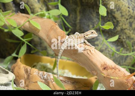 Baby von Barteidechse Agama im Terrarium. Östlicher bärtiger Drache ( Pogona barbata ) Stockfoto