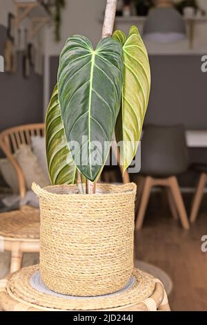 Exotische Zimmerpflanze 'Philodendron Melanochrysum' mit langen Samtblättern im Korbblumentopf auf dem Tisch Stockfoto