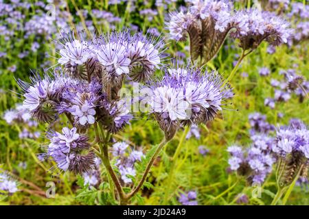 Die violetten Blüten von Phacelia tanacetifolia fiddleneck auch in einem Garten. Stockfoto