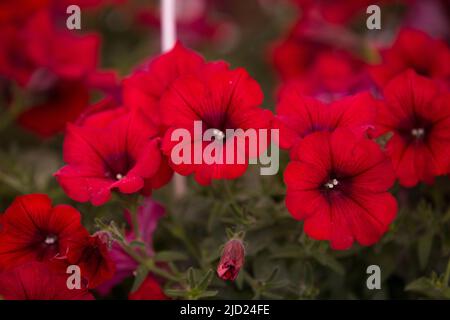 Rote Petunia Blume. Erste Frühlingsblumen. Petunia Hybrid. Blüht im Garten. Floraler Hintergrund. Blick von oben. Frühling Blumen Hintergrund gemacht o Stockfoto