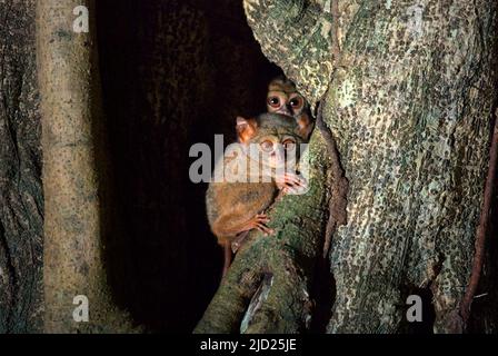 Ein Paar spektraler Tarsiere im Tangkoko Batuangus Nature Reserve in Nord-Sulawesi, Indonesien. Stockfoto