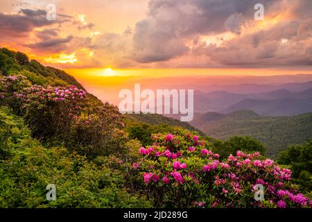 Die Great Craggy Mountains entlang des Blue Ridge Parkway in North Carolina, USA, mit Catawba Rhododendron während eines Sonnenuntergangs im Frühling. Stockfoto