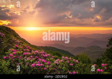 Die Great Craggy Mountains entlang des Blue Ridge Parkway in North Carolina, USA, mit Catawba Rhododendron während eines Sonnenuntergangs im Frühling. Stockfoto