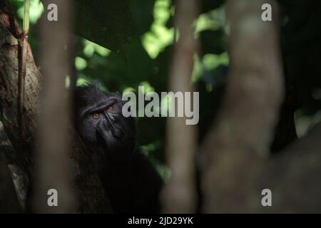 Ein schwarzer Makak aus Sulawesi (Macaca nigra) starrt in die Kamera, während er von einem Baum im Naturschutzgebiet Tangkoko, Indonesien, fotografiert wird. Stockfoto