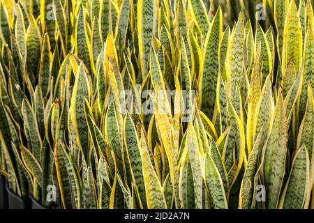 Gartenpflanzen - Eine Pflanze Anbau sansevieria trifasciata Stockfoto