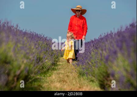 Banstead, Surrey, Großbritannien. 17. Juni 2022. Mit Temperaturen im Südosten aufgrund von Top 30 Grad, ähnelt ein Besuch der Mayfield Lavendelfarm in Surrey der Provence in der Hitze des Hochsommers. (Modell freigegeben). Die 28 Monate alte Jessica aus Epsom genießt die Lavendelblüte (Zustimmung der Eltern). Quelle: Malcolm Park/Alamy Live News Stockfoto