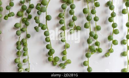 Eine Perlenkette, die von einem isolierten Hintergrund aus einem weißen Topf hängt Stockfoto