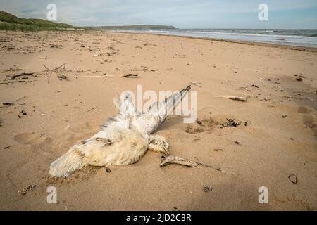 Ein toter Eissturmkitz wusch sich an einem Sandstrand Stockfoto