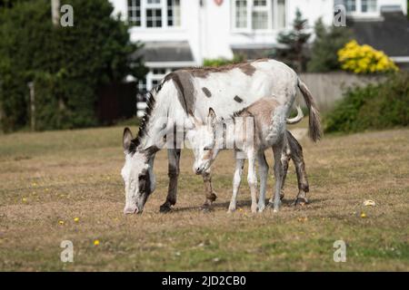Donkey Foals Aus Dem Neuen Wald Stockfoto