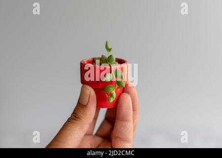 Tränensäule, die in einem Miniaturtopf in der Hand gehalten wird Stockfoto