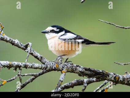 Ein maskierter Würger (Lanius nubicus), der auf einem Ast thront. Antalya, Türkiye. Stockfoto