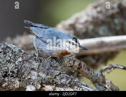 Ein Krüper's Nuthatch (Sitta krueperi) auf der Nahrungssuche auf einem Baumstamm. Antalya, Türkiye. Stockfoto