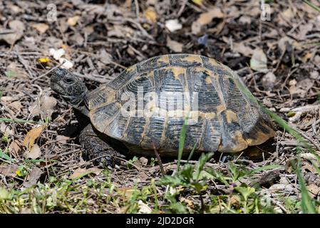 Eine griechische Schildkröte (Testudo graeca) in freier Wildbahn. Türkiye. Stockfoto